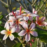 Dwarf Red Dots- 5 Seeds