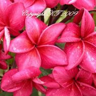 Remembrance- RARE- 5 Seeds