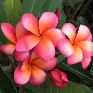 Renoir- A most rare beauty