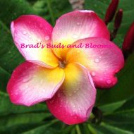 Rimfire (USA variety) 5 seeds