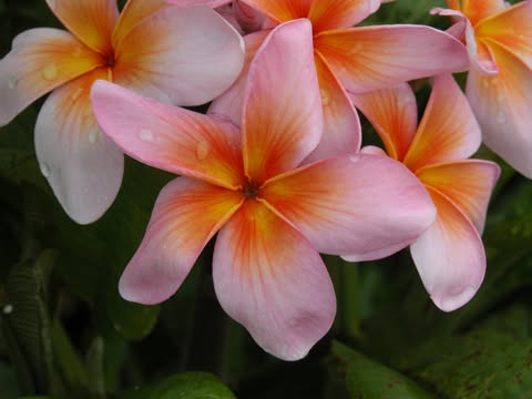 Risus Solis. New for 2026. ROOTED Plants - Image 2