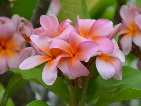 Risus Solis. New for 2026. ROOTED Plants - Image 3