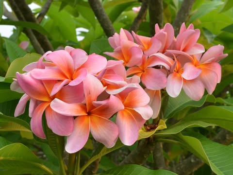 Risus Solis. New for 2026. ROOTED Plants - Image 4