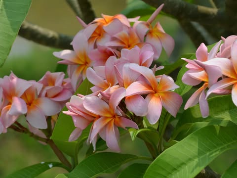 Risus Solis. New for 2026. ROOTED Plants - Image 5
