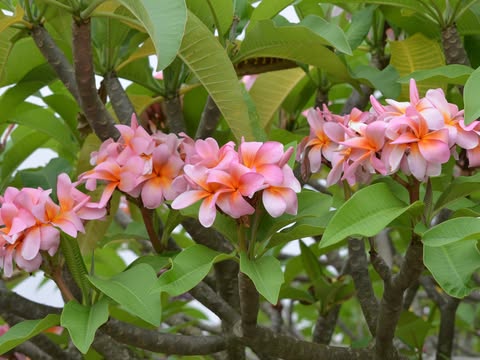 Risus Solis. New for 2026. ROOTED Plants - Image 6