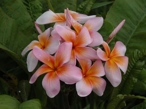 Risus Solis. New for 2026. ROOTED Plants - Image 7