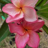 River of Siam- New for 2018- VERY LIMITED!