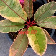 Rose Syrup-LAST ONE! 26" Tall Plant