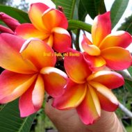 Cookstown Sunset-- 5 seeds! Rare!