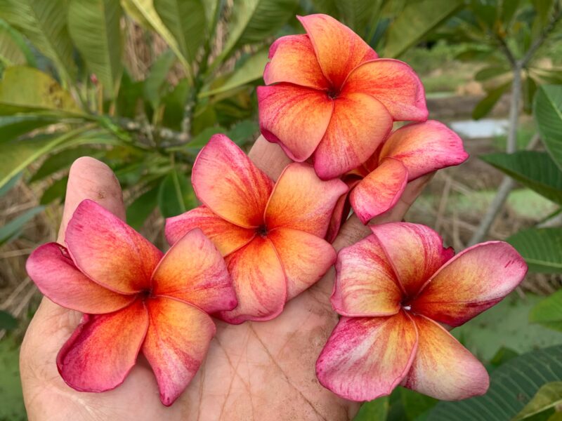Rossa Brushstrokes--New from Kukiat for 2025! - Image 2