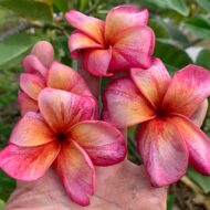 Rossa Brushstrokes--New from Kukiat for 2025!