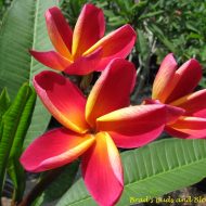 Ruby Tuesday- 5 seeds- RARE!