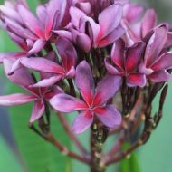 SJ Amethyst Star- NEW!