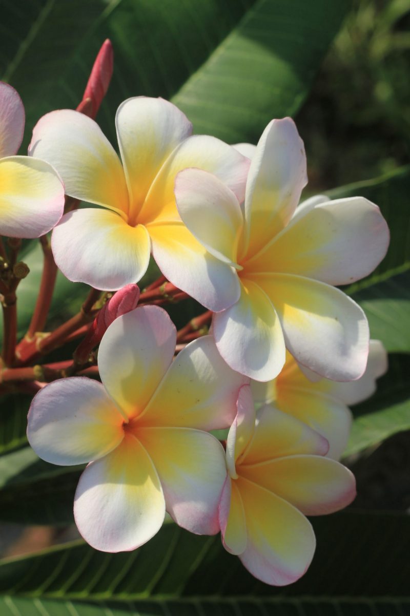 Singapore Hybrid (SJ)