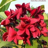 SJ Bangkok Heat- SALE!