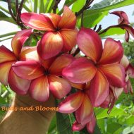 Sai Thong- 5 seeds- Limited!