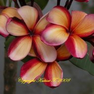 Sai Thong (AKA 'Volcano') Limited! ROOTED Plants