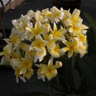 Samko Yellow -5 seeds