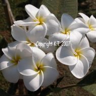 Samoan Fluff- 50 seeds