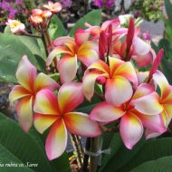 Saree---5 seeds RARE!