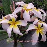 Sariah's Curly Pink- 40 seeds