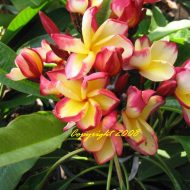 Sheer Beauty- Rare- 5 Seeds  RARE