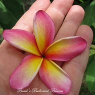 Siam Lavender Seedling