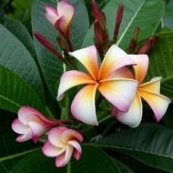 Siam Obtusa Rainbow- New and Limited!