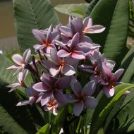 Siam Lavender 45 gallon- 9 feet tall  (SOLD)