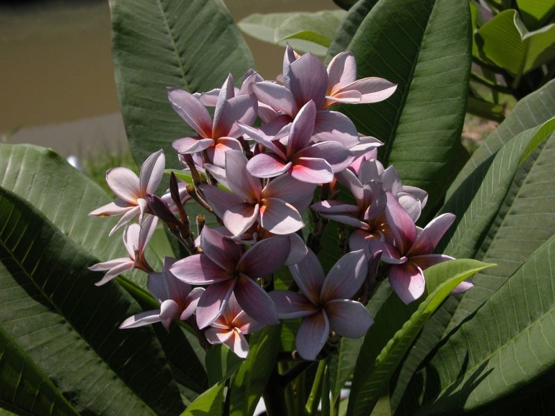 Siam Lavender 45 gallon- 9 feet tall  (SOLD)