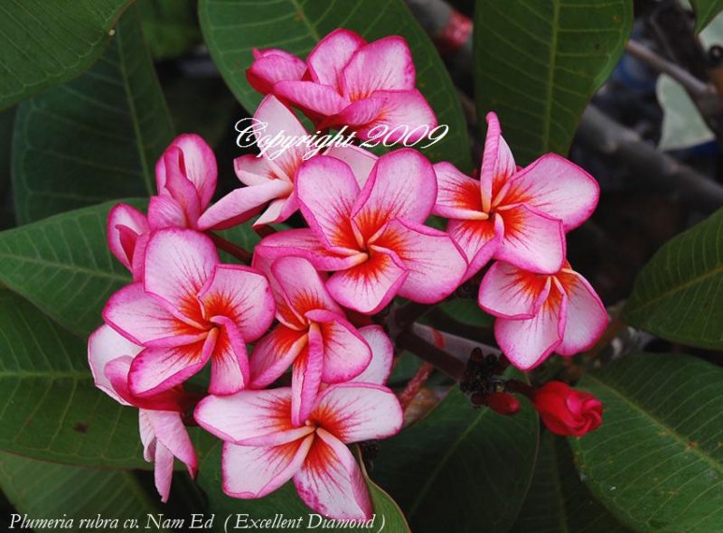 Soi Phet