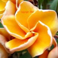 Som Chanigka- A Compact Orange Plumeria!