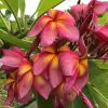 Songkran Festival- New for 2023! BIG Blooms! - Image 3