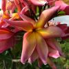 Songkran Festival- New for 2023! BIG Blooms! - Image 4