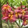 Songkran Festival- New for 2023! BIG Blooms! - Image 5