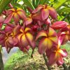 Songkran Festival- New for 2023! BIG Blooms!