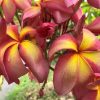 Songkran Festival- New for 2023! BIG Blooms! - Image 2