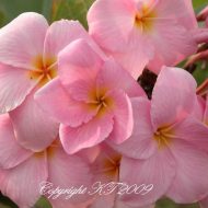 Spring Bouquet- 5 Seeds