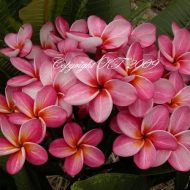 Star Ruby- Compact Beauty!