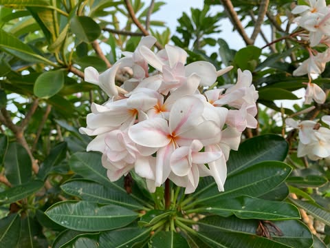 Star of Bethlehem- New for 2026. ROOTED Plants - Image 2