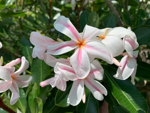 Star of Bethlehem- New for 2026. ROOTED Plants - Image 10