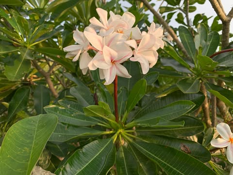 Star of Bethlehem- New for 2026. ROOTED Plants - Image 12