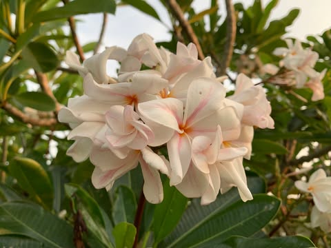 Star of Bethlehem- New for 2026. ROOTED Plants - Image 3