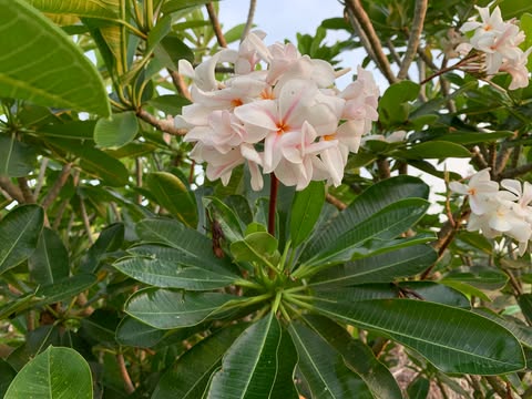 Star of Bethlehem- New for 2026. ROOTED Plants - Image 4