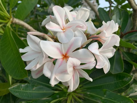 Star of Bethlehem- New for 2026. ROOTED Plants - Image 6
