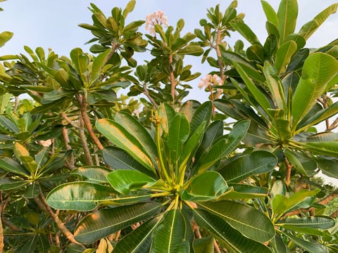 Star of Bethlehem- New for 2026. ROOTED Plants - Image 7