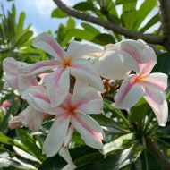 Star of Bethlehem- New for 2026. ROOTED Plants