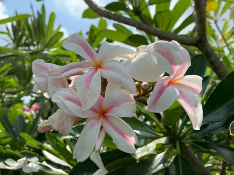 Star of Bethlehem- New for 2026. ROOTED Plants