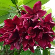Summer Night- New for 2026- ROOTED Plants