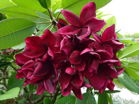 Summer Night- New for 2026- ROOTED Plants